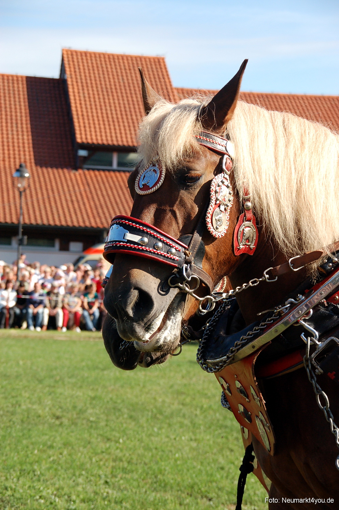 0051 Pferdeschau Neumarkt 180808