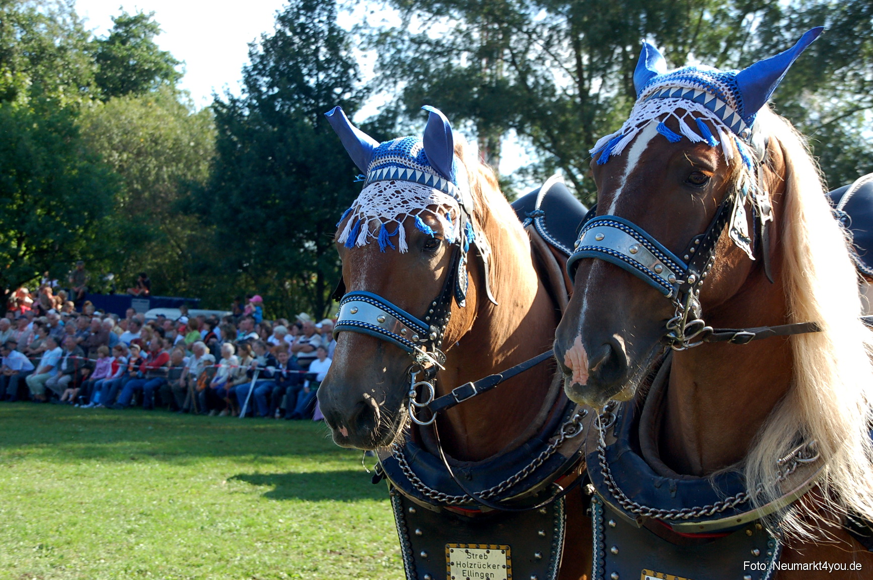 0053 Pferdeschau Neumarkt 180808