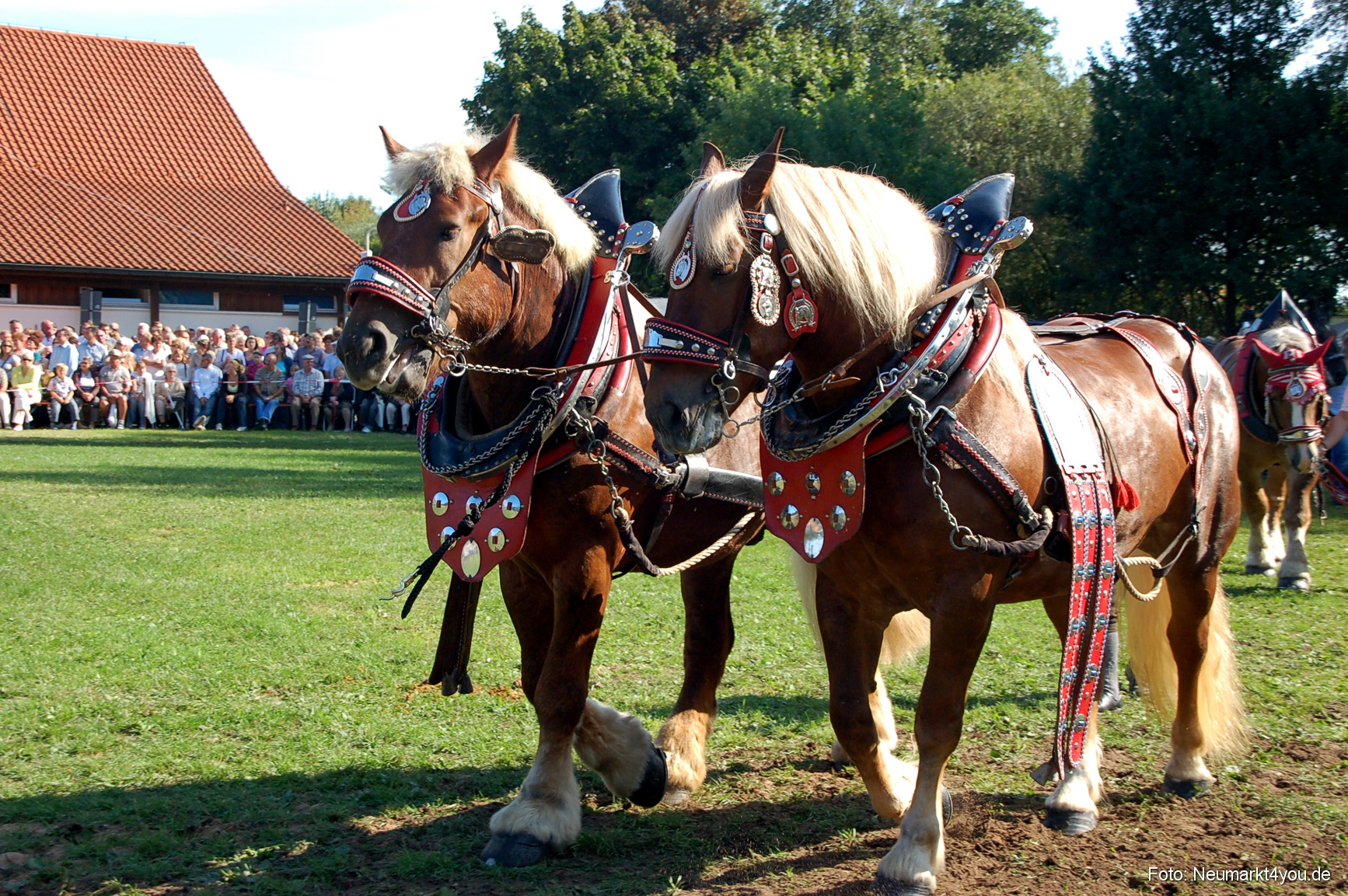 0054 Pferdeschau Neumarkt 180808