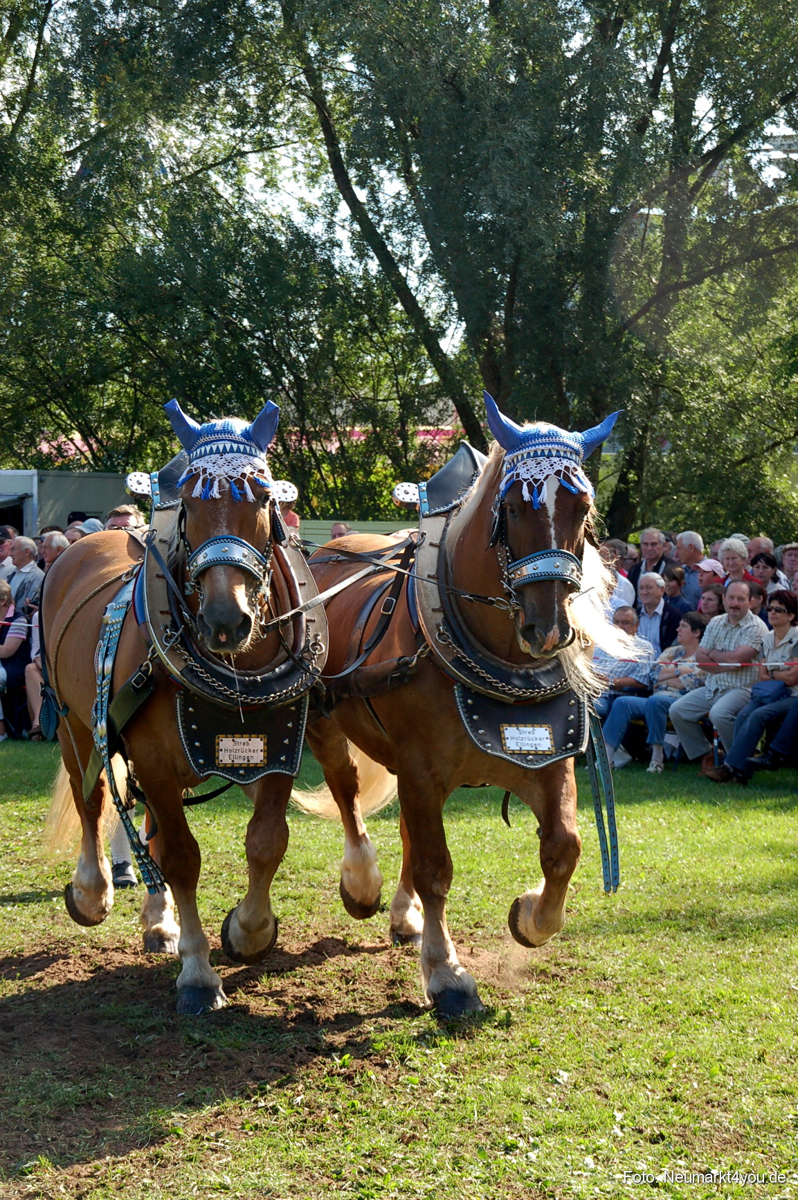 0055 Pferdeschau Neumarkt 180808