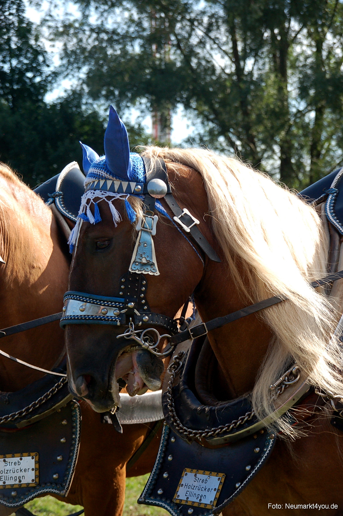 0056 Pferdeschau Neumarkt 180808