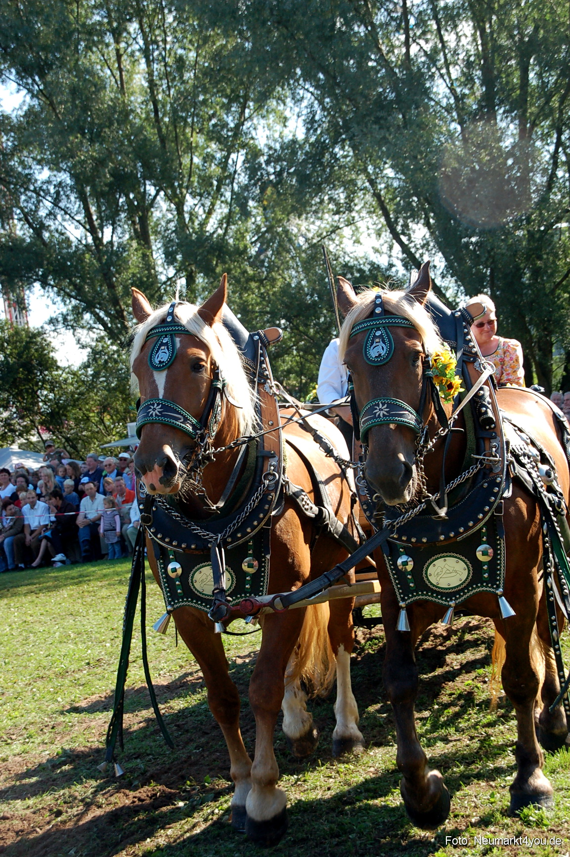 0070 Pferdeschau Neumarkt 180808