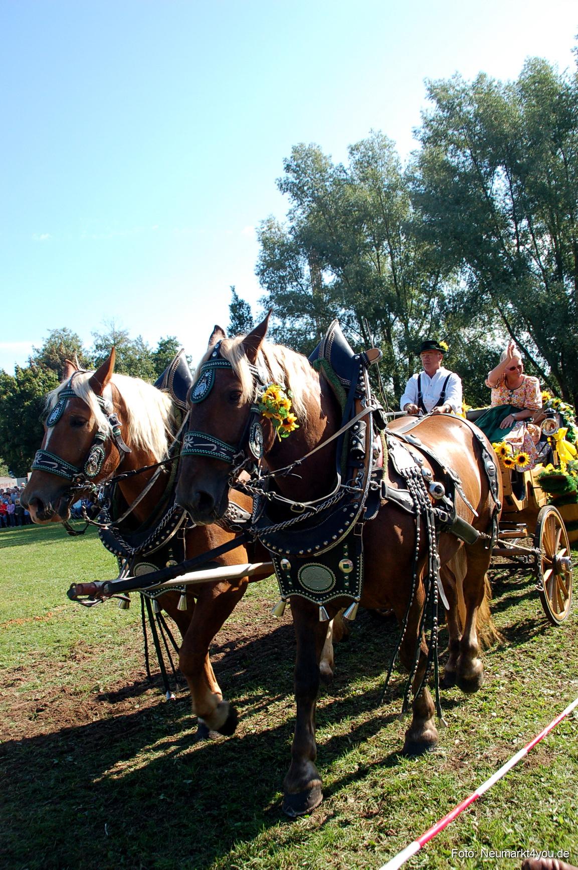 0071 Pferdeschau Neumarkt 180808