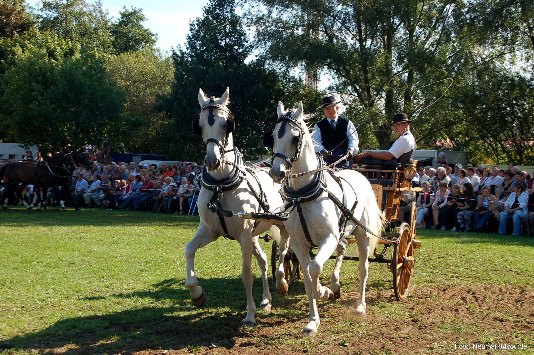 0081 Pferdeschau Neumarkt 180808
