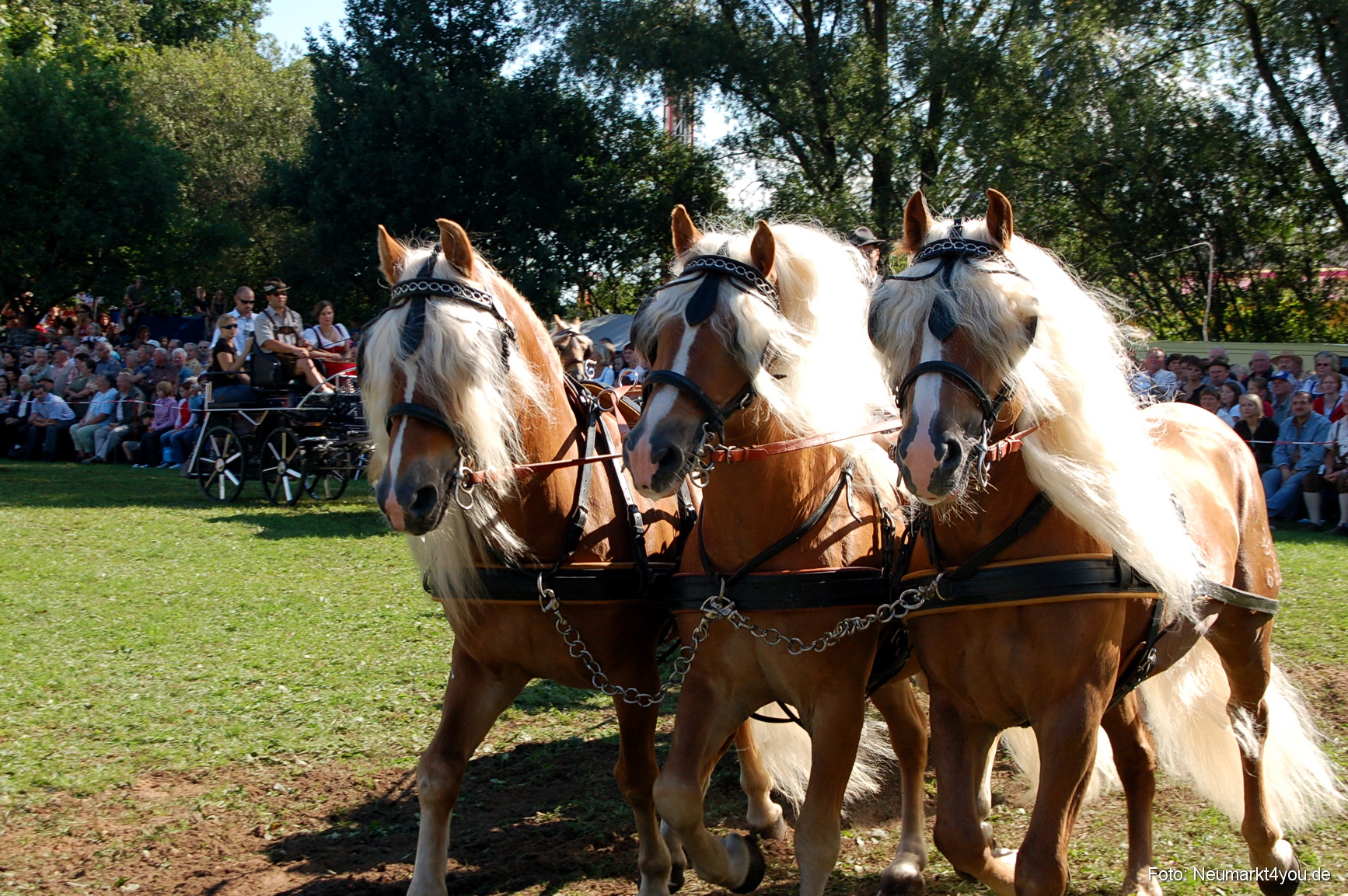 0113 Pferdeschau Neumarkt 180808