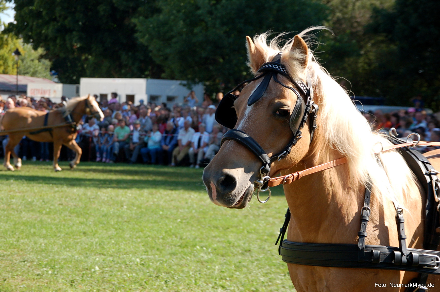 0116 Pferdeschau Neumarkt 180808
