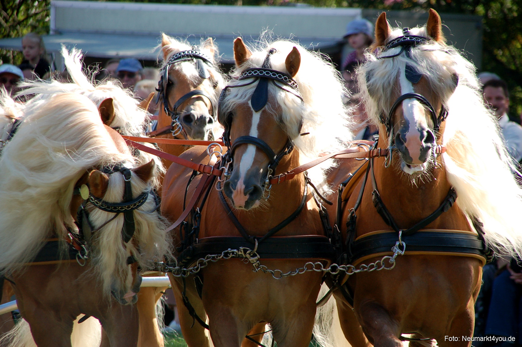 0117 Pferdeschau Neumarkt 180808