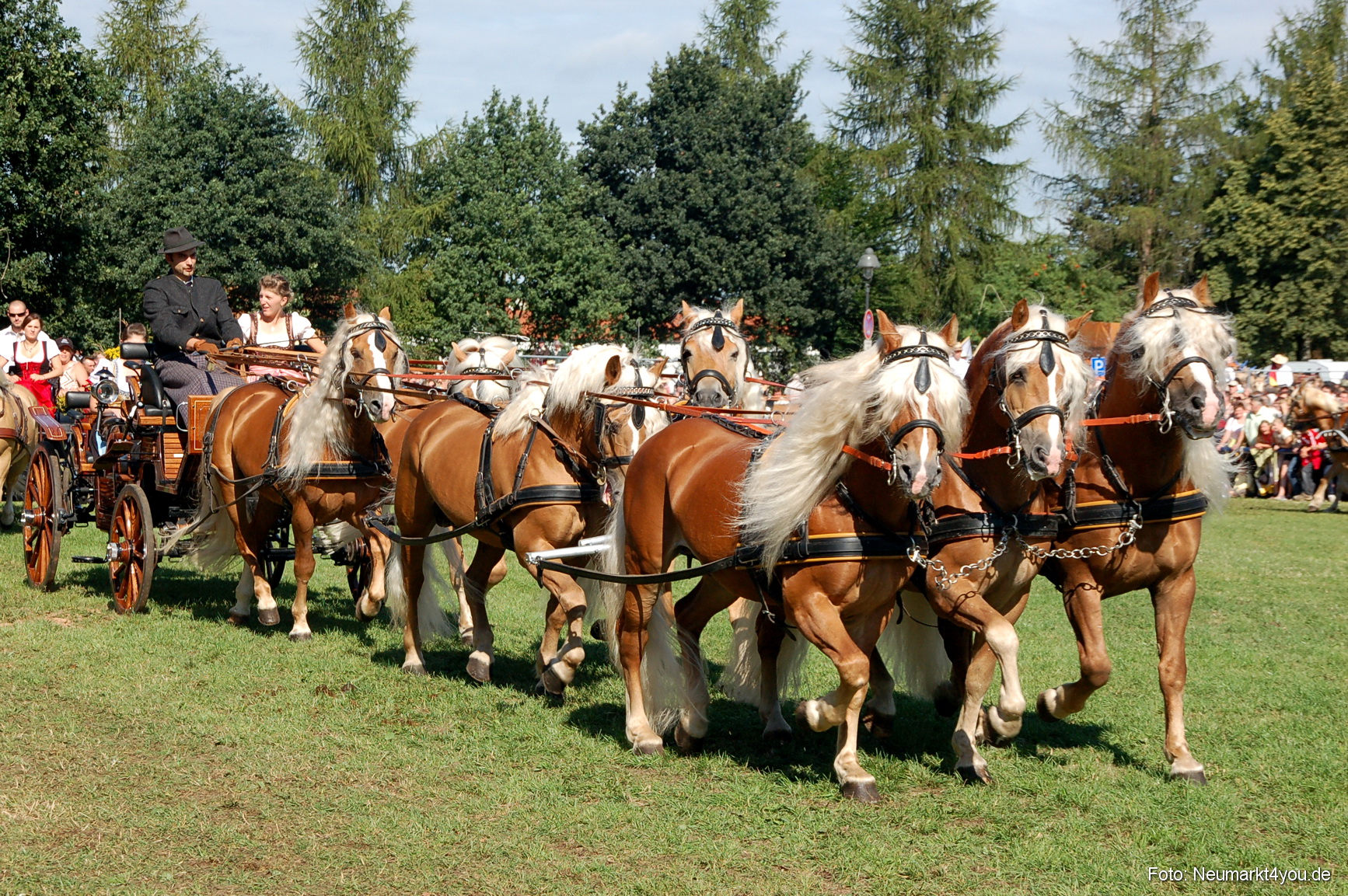 0118 Pferdeschau Neumarkt 180808