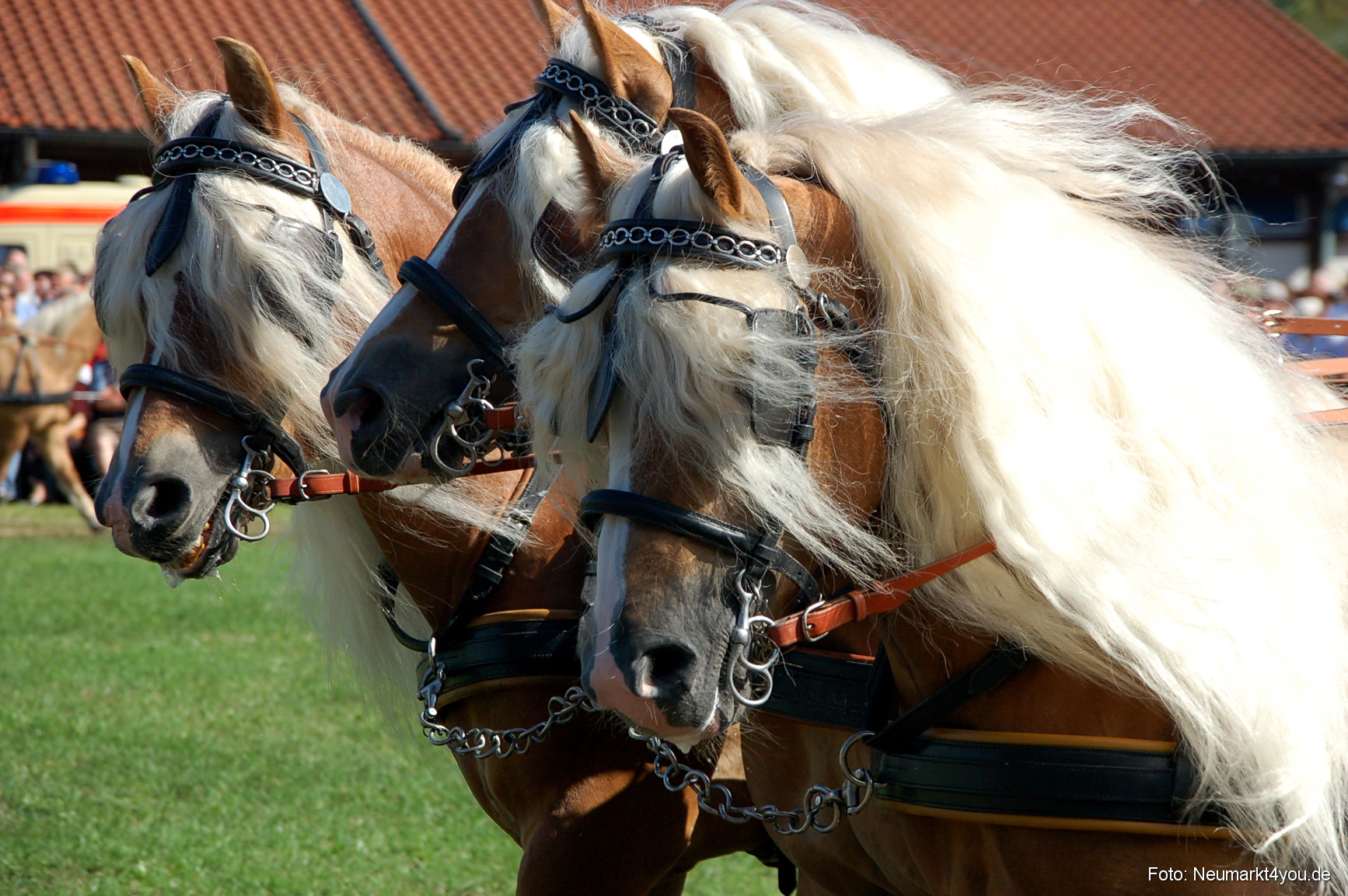 0124 Pferdeschau Neumarkt 180808