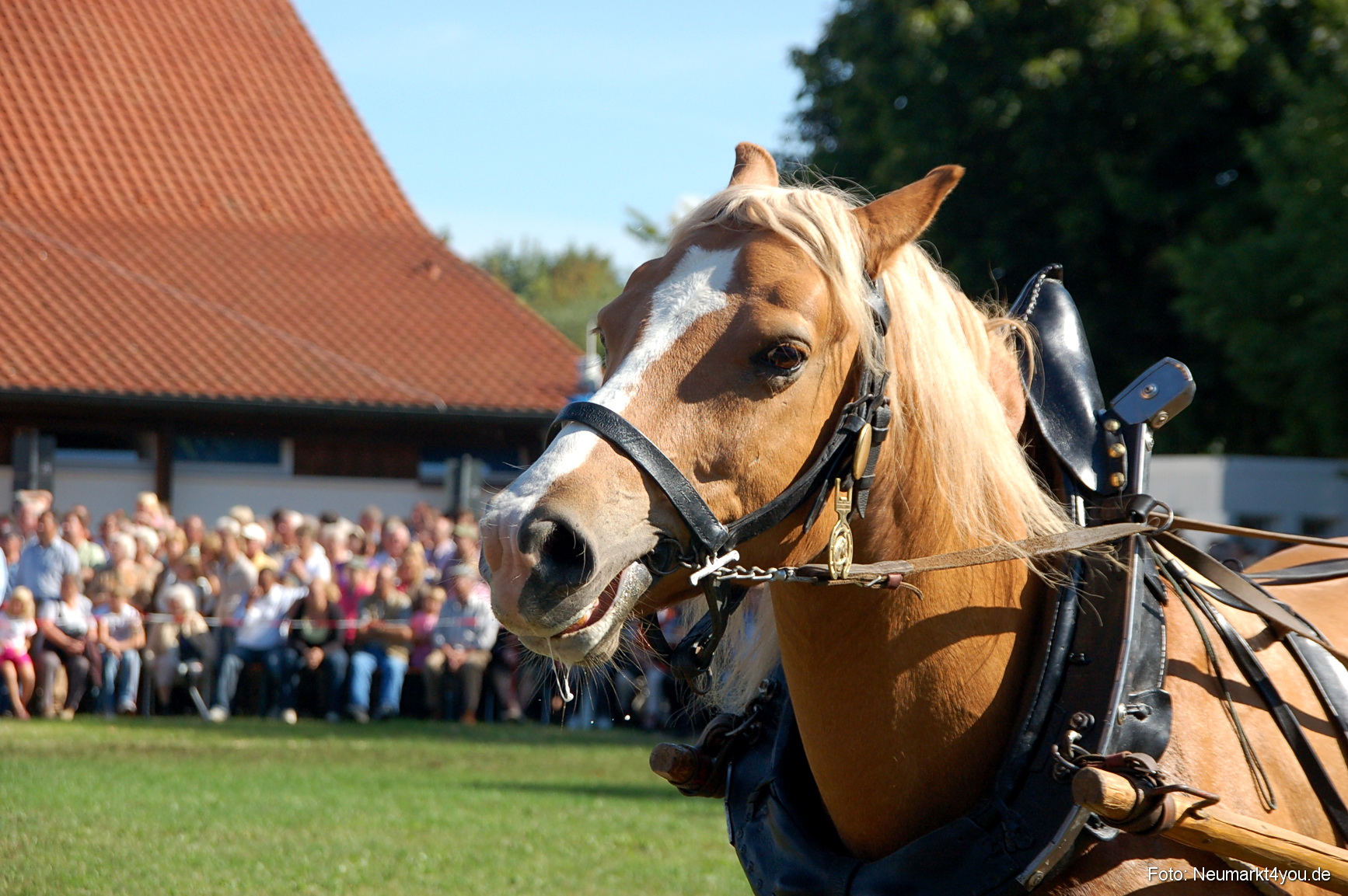0127 Pferdeschau Neumarkt 180808