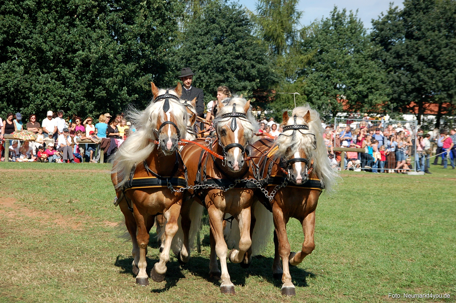0129 Pferdeschau Neumarkt 180808