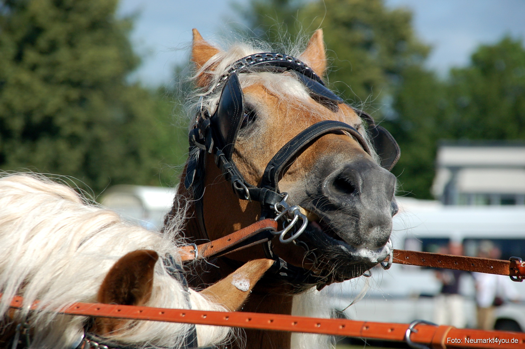 0130 Pferdeschau Neumarkt 180808