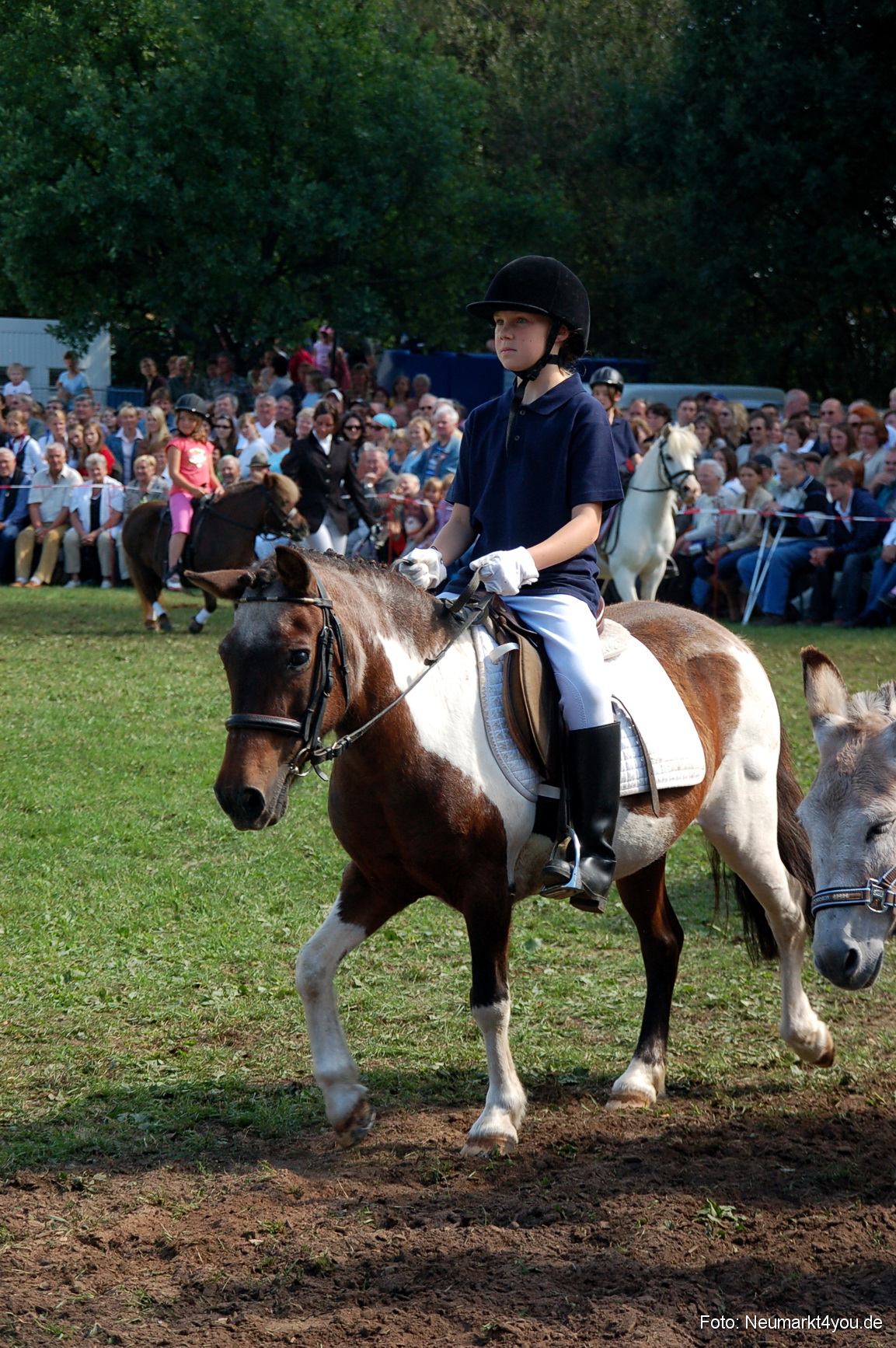 0178 Pferdeschau Neumarkt 180808