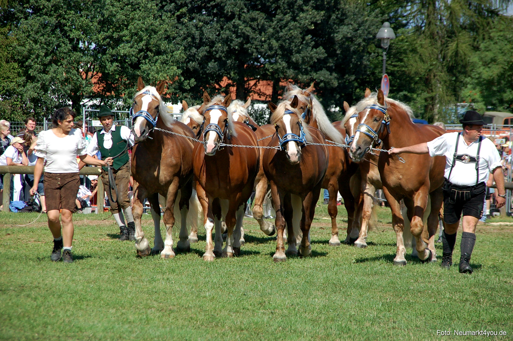 0195 Pferdeschau Neumarkt 180808