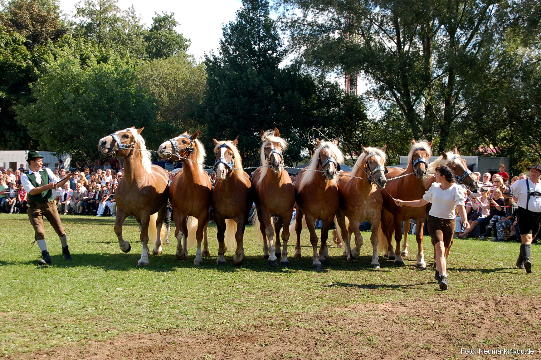 0199 Pferdeschau Neumarkt 180808