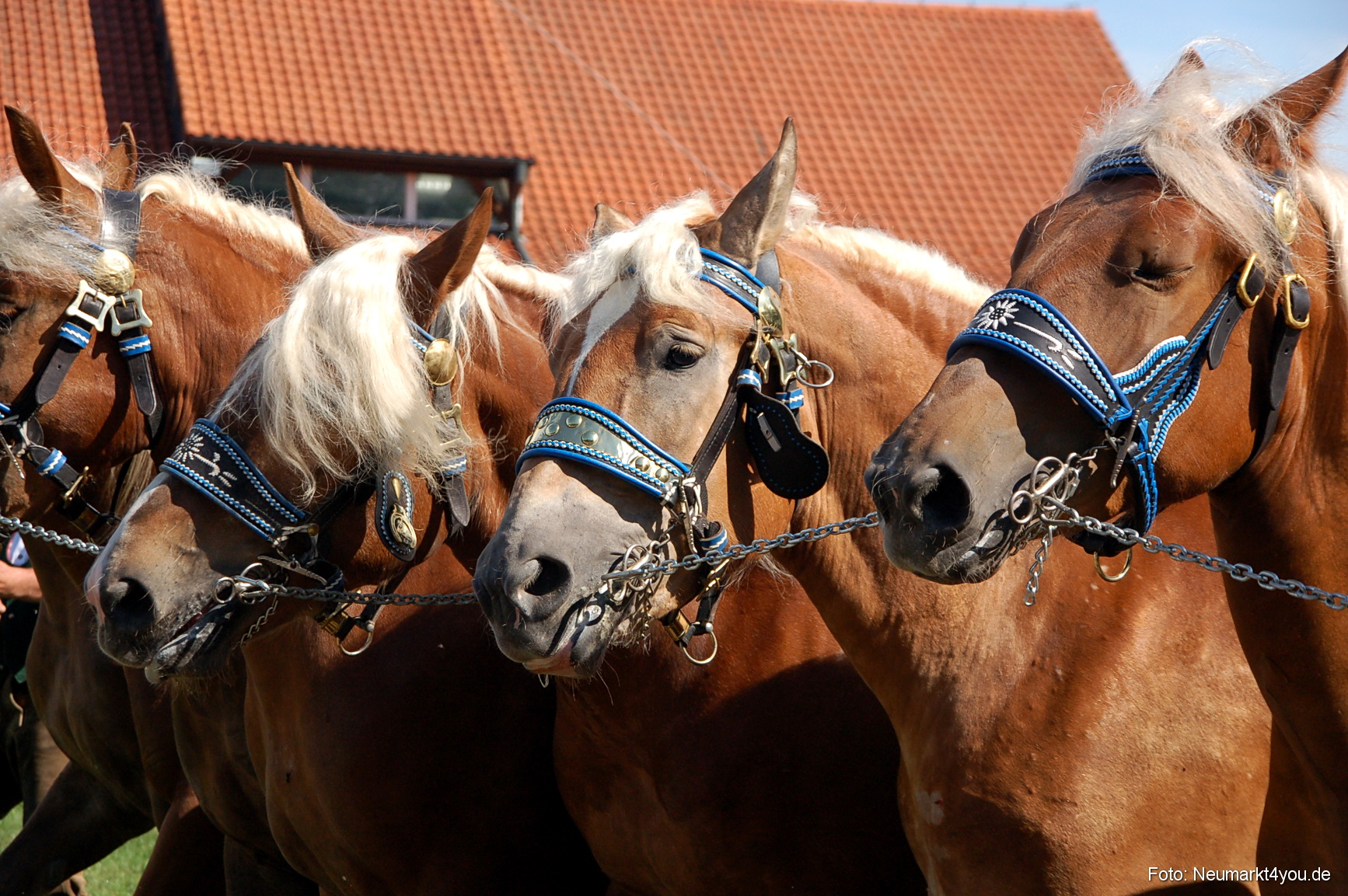 0200 Pferdeschau Neumarkt 180808