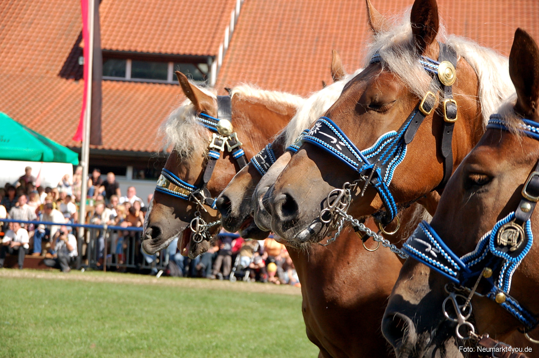 0201 Pferdeschau Neumarkt 180808