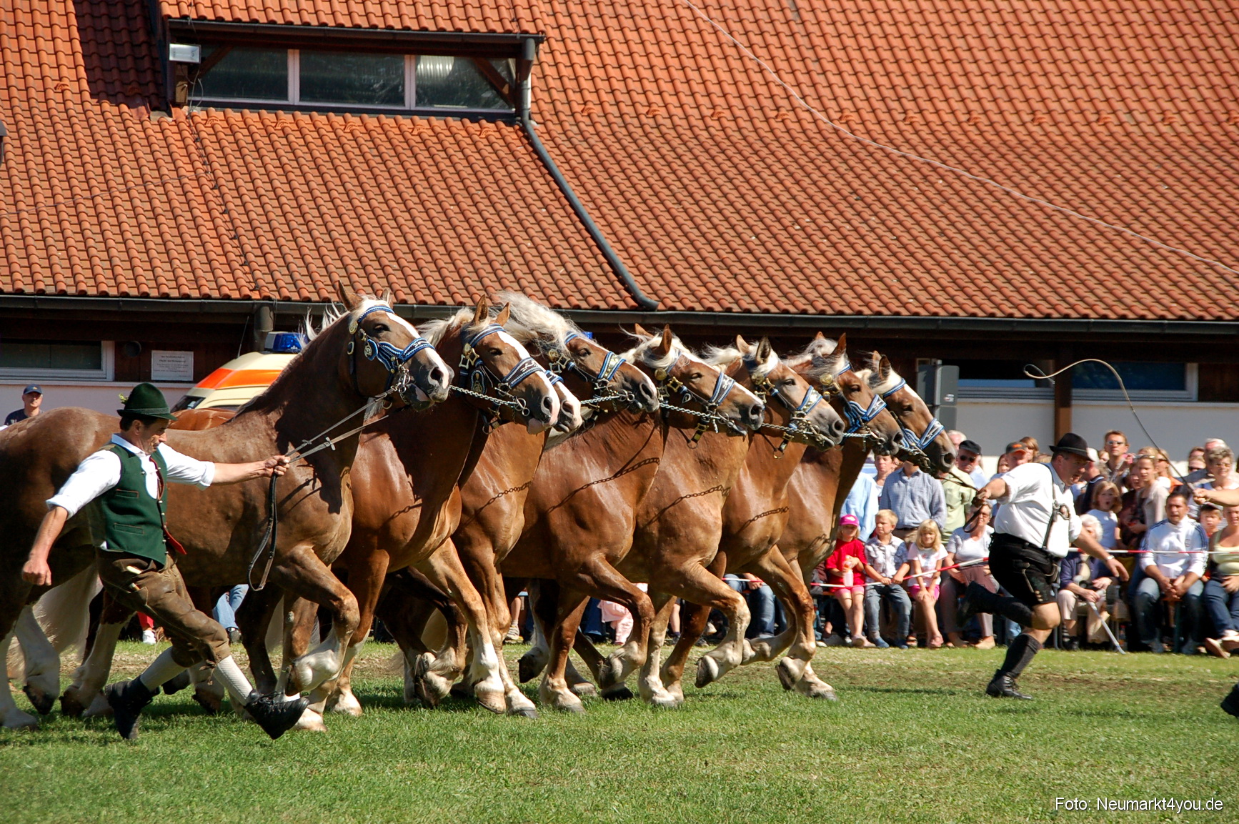 0203 Pferdeschau Neumarkt 180808