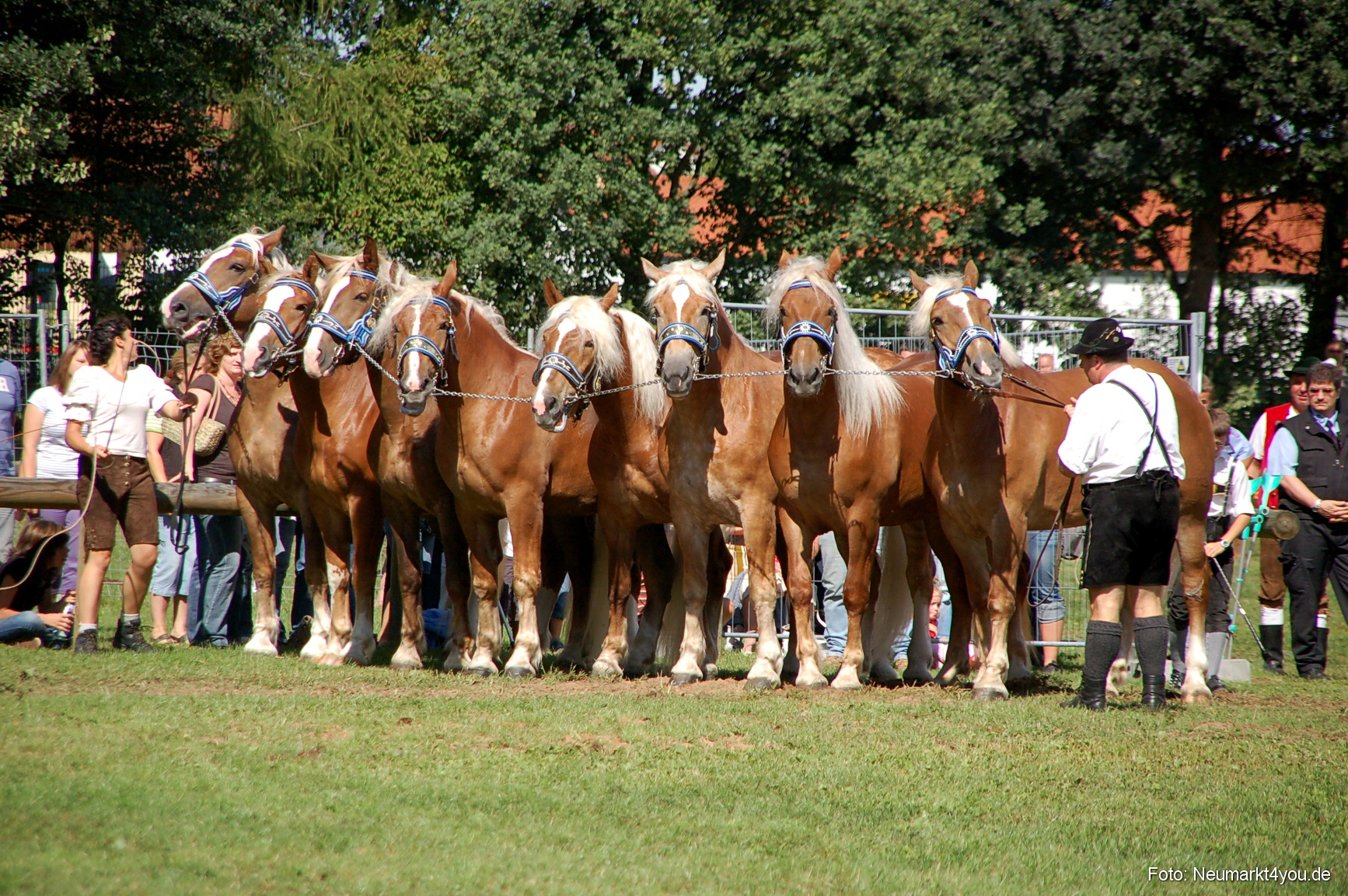 0205 Pferdeschau Neumarkt 180808