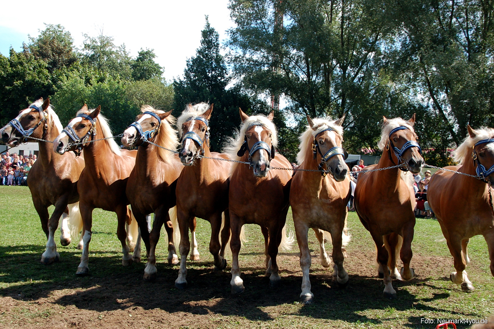 0208 Pferdeschau Neumarkt 180808