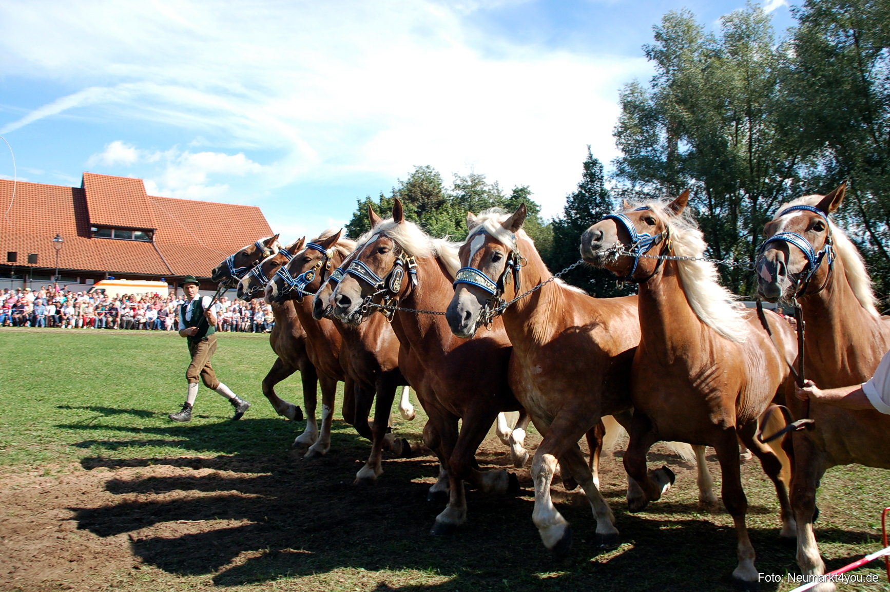 0209 Pferdeschau Neumarkt 180808