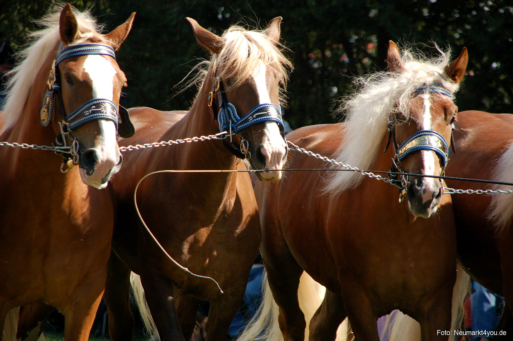 0211 Pferdeschau Neumarkt 180808