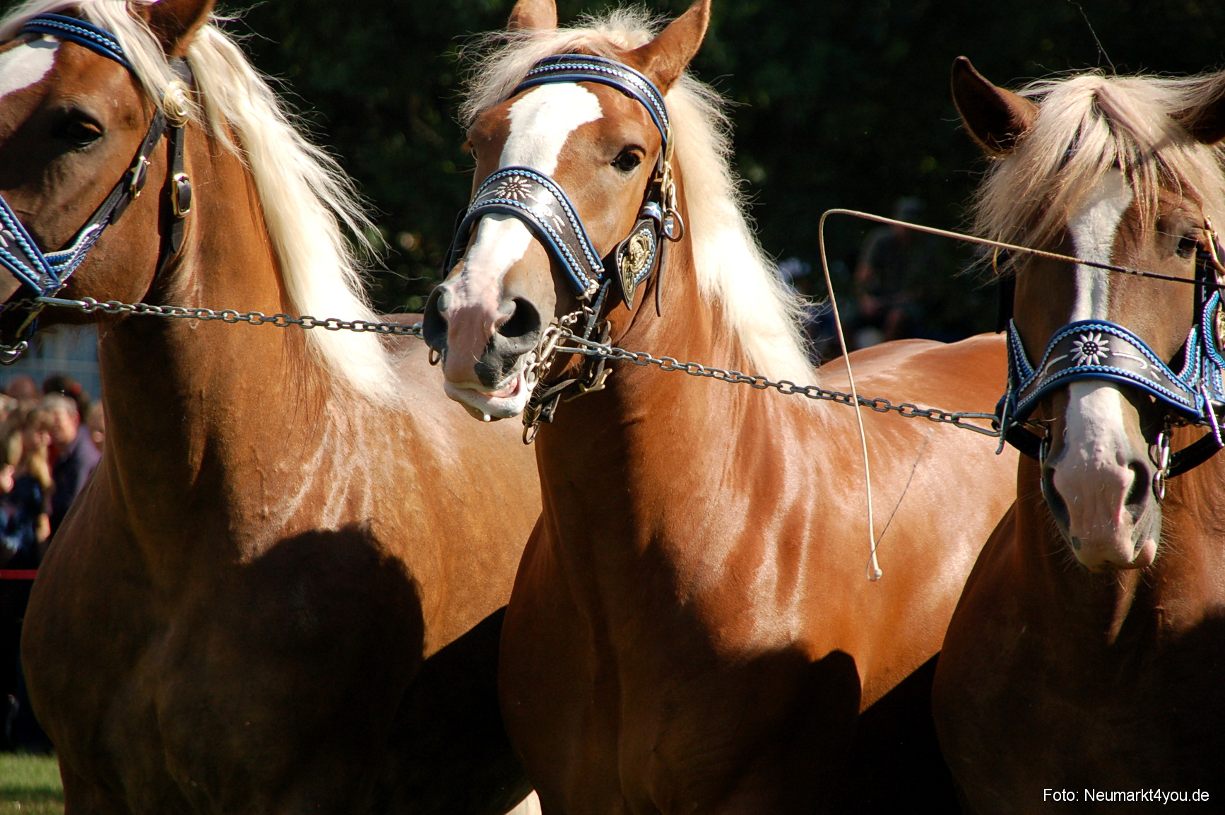 0212 Pferdeschau Neumarkt 180808