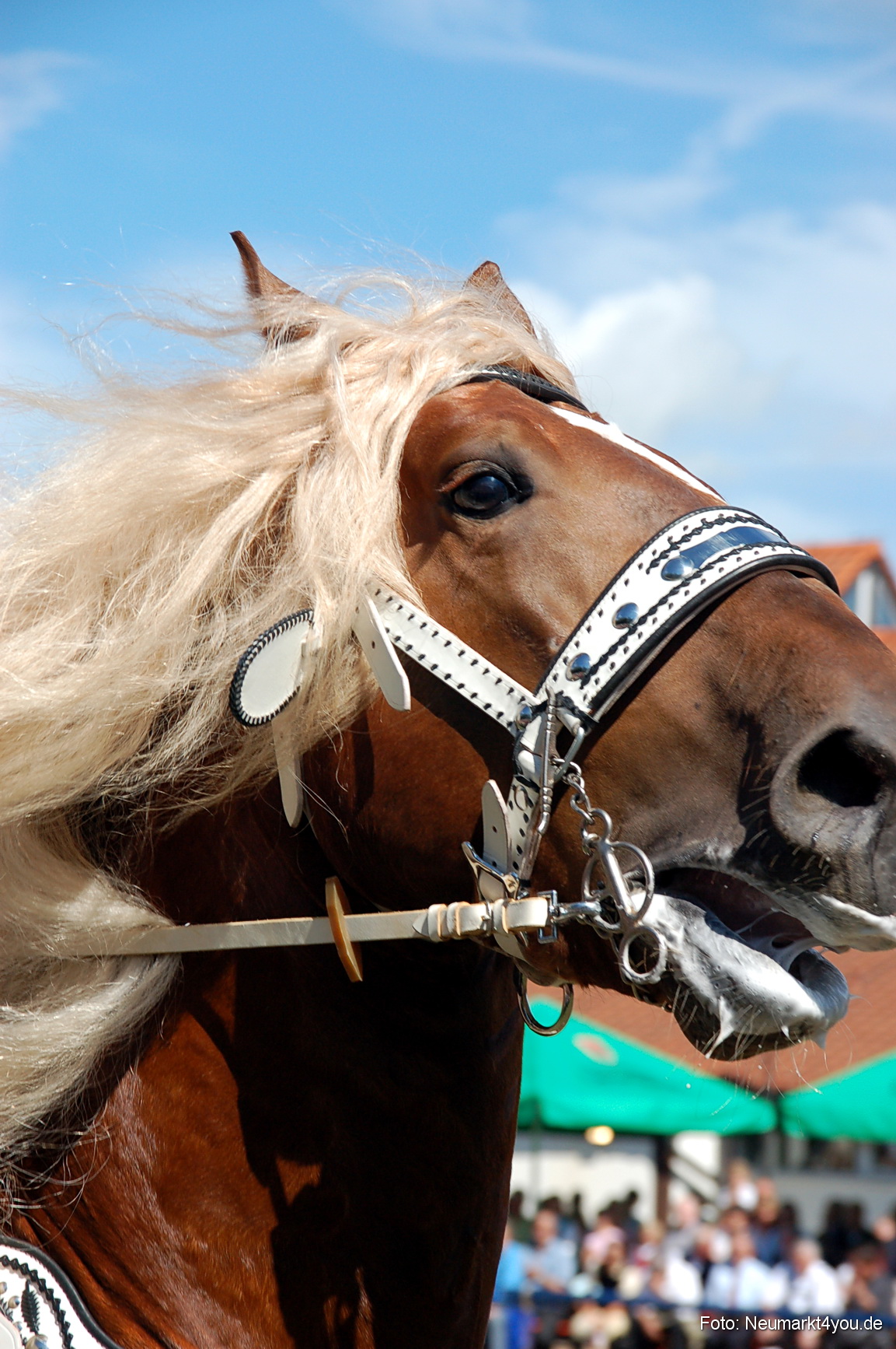0215 Pferdeschau Neumarkt 180808
