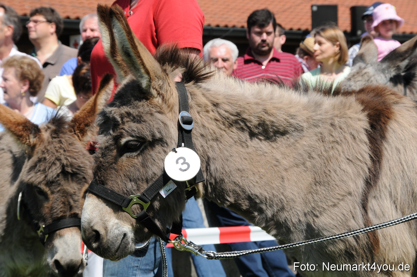 0008 Eselrennen Neumarkt 030509