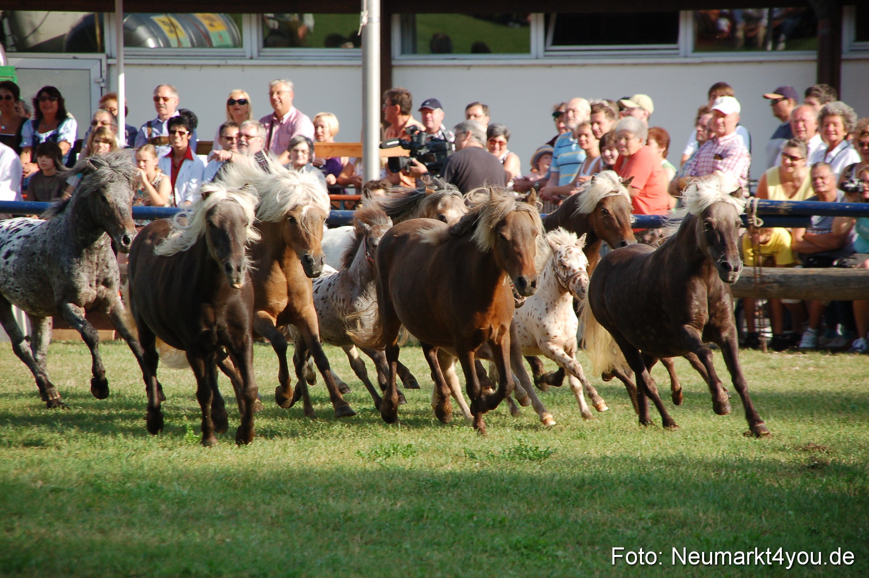 JURA Volksfest Pferde Und Fohlenschau 2009