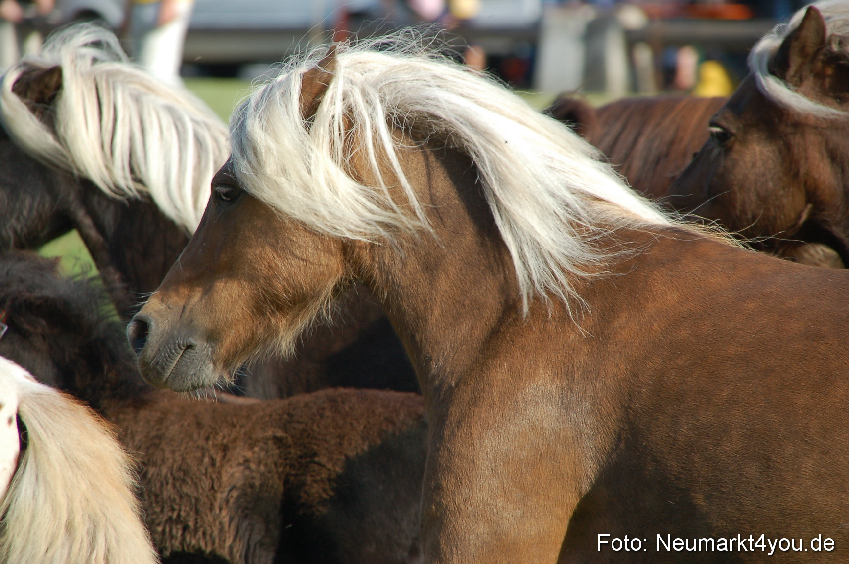 0003 Pferdeschau Volksfest 170809