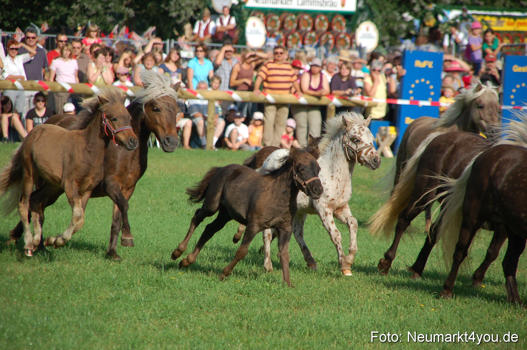 0004 Pferdeschau Volksfest 170809