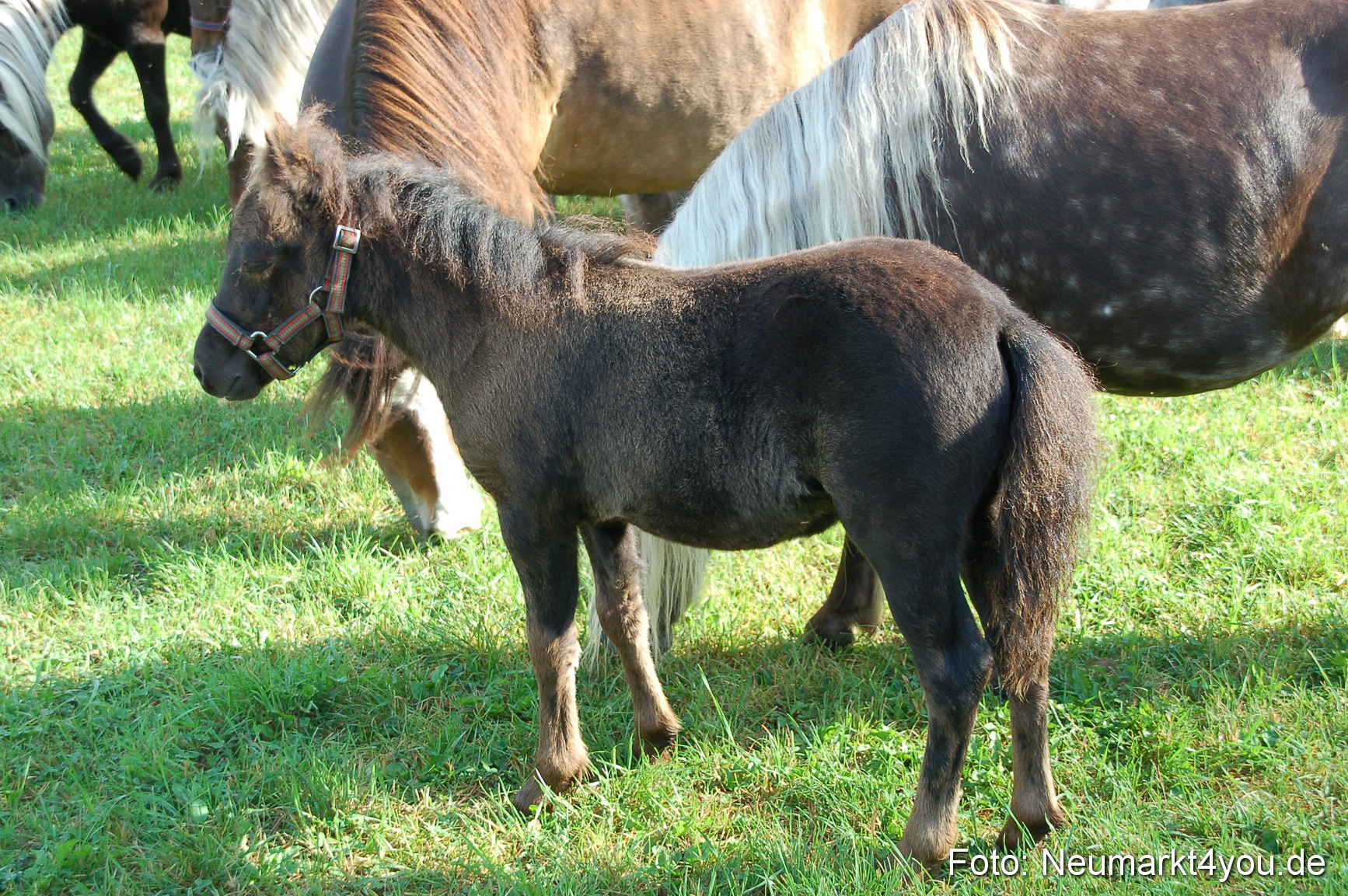 0007 Pferdeschau Volksfest 170809
