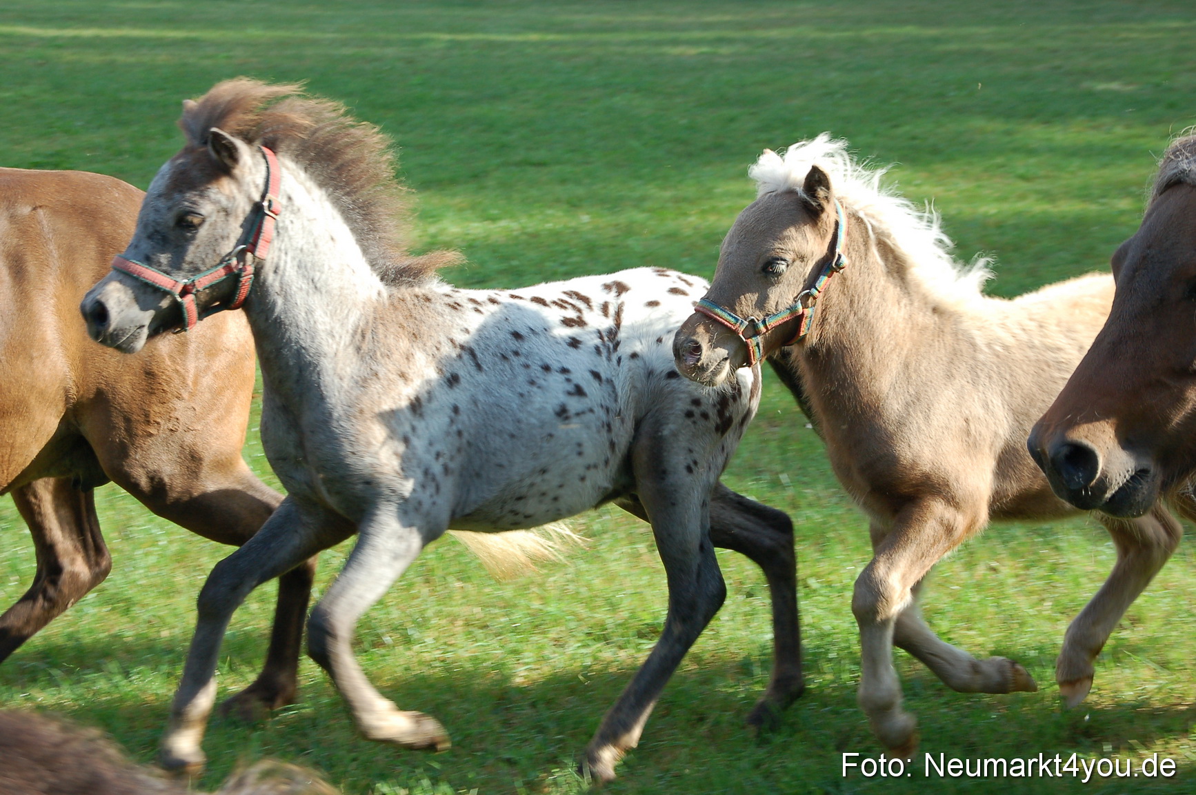 0008 Pferdeschau Volksfest 170809