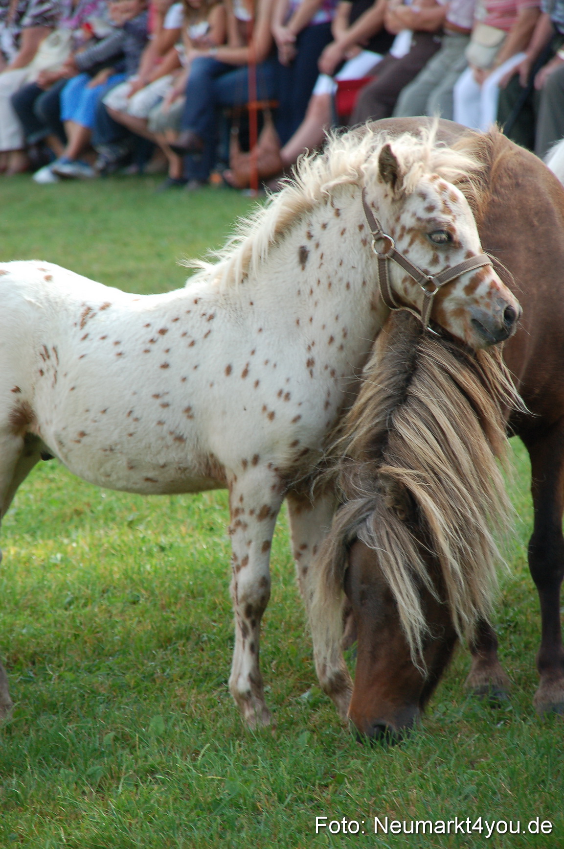 0012 Pferdeschau Volksfest 170809