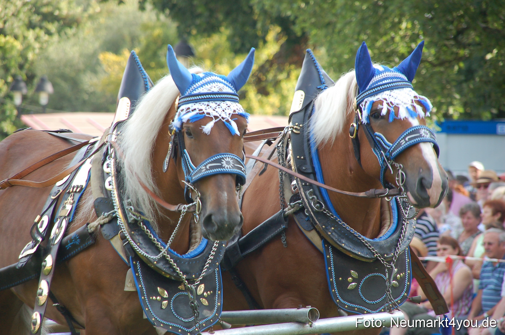 0015 Pferdeschau Volksfest 170809