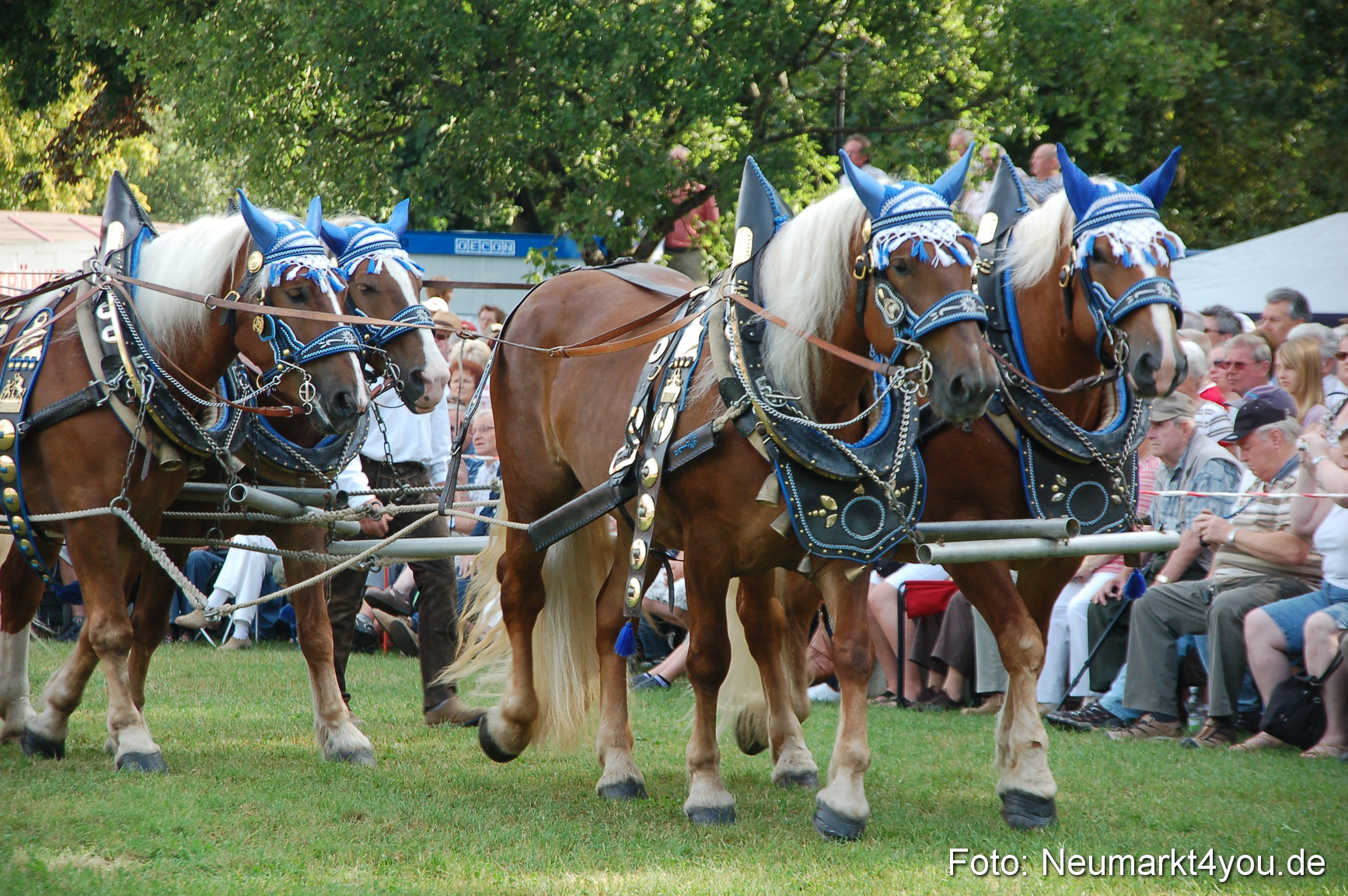 0019 Pferdeschau Volksfest 170809