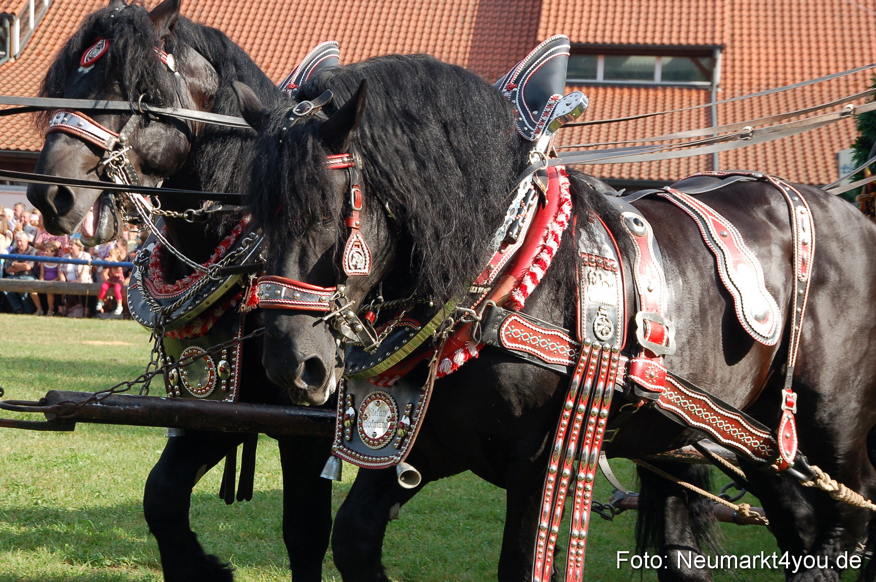 0031 Pferdeschau Volksfest 170809