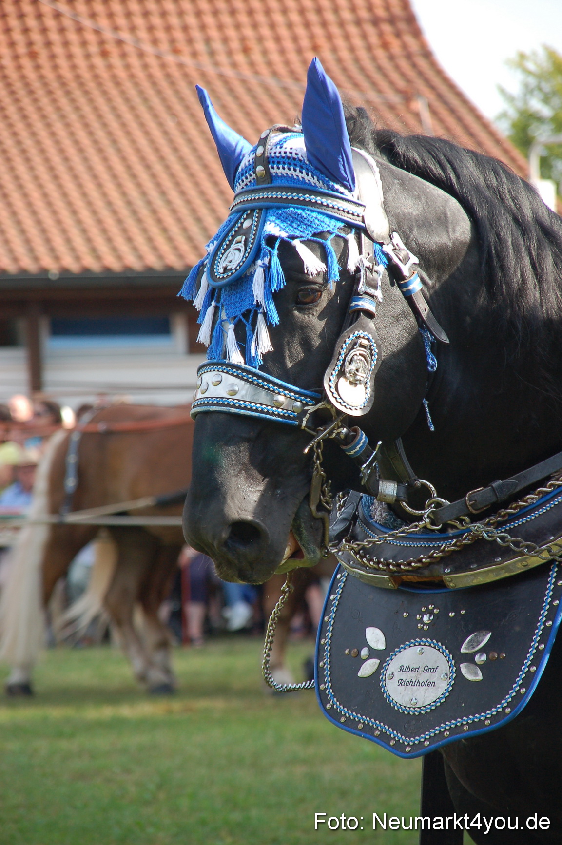 0032 Pferdeschau Volksfest 170809