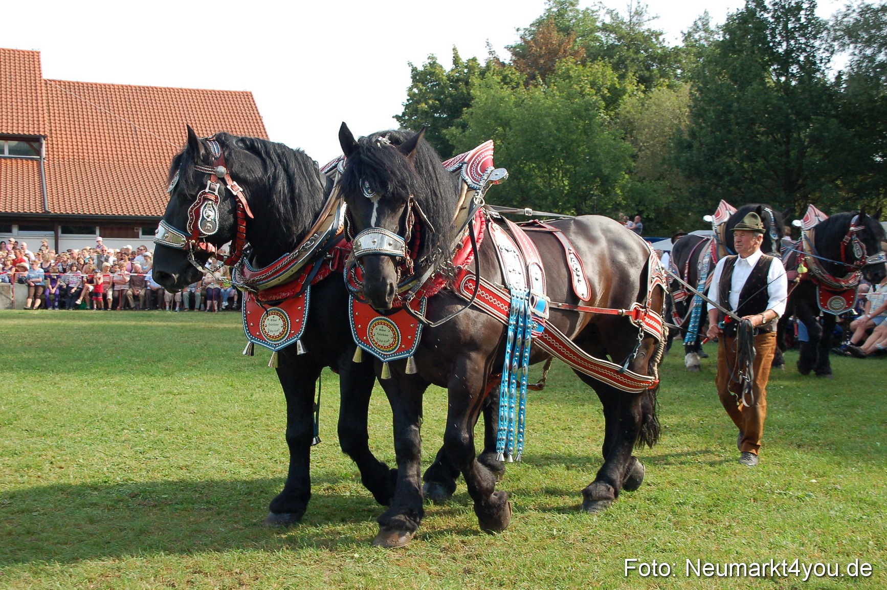 0050 Pferdeschau Volksfest 170809