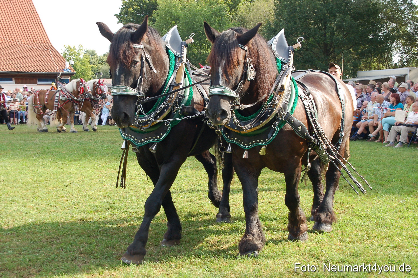 0054 Pferdeschau Volksfest 170809