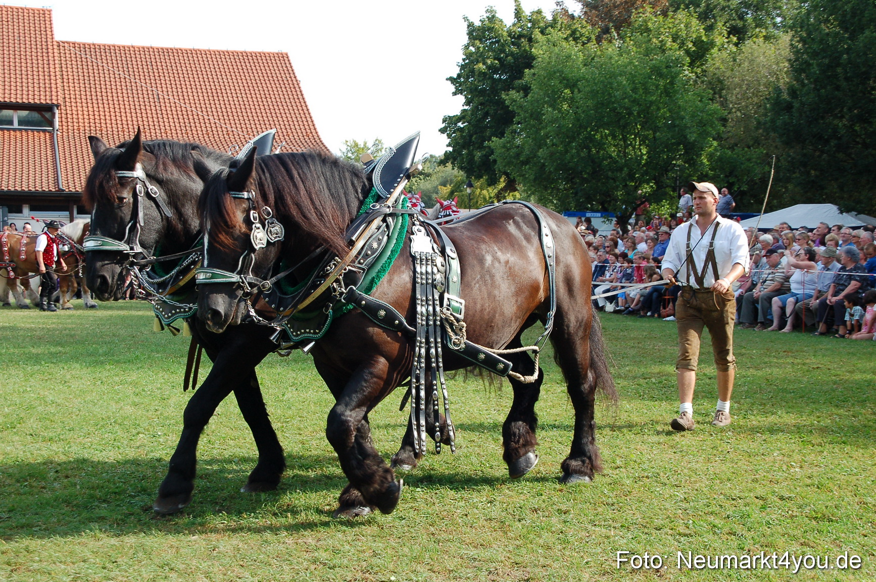0056 Pferdeschau Volksfest 170809