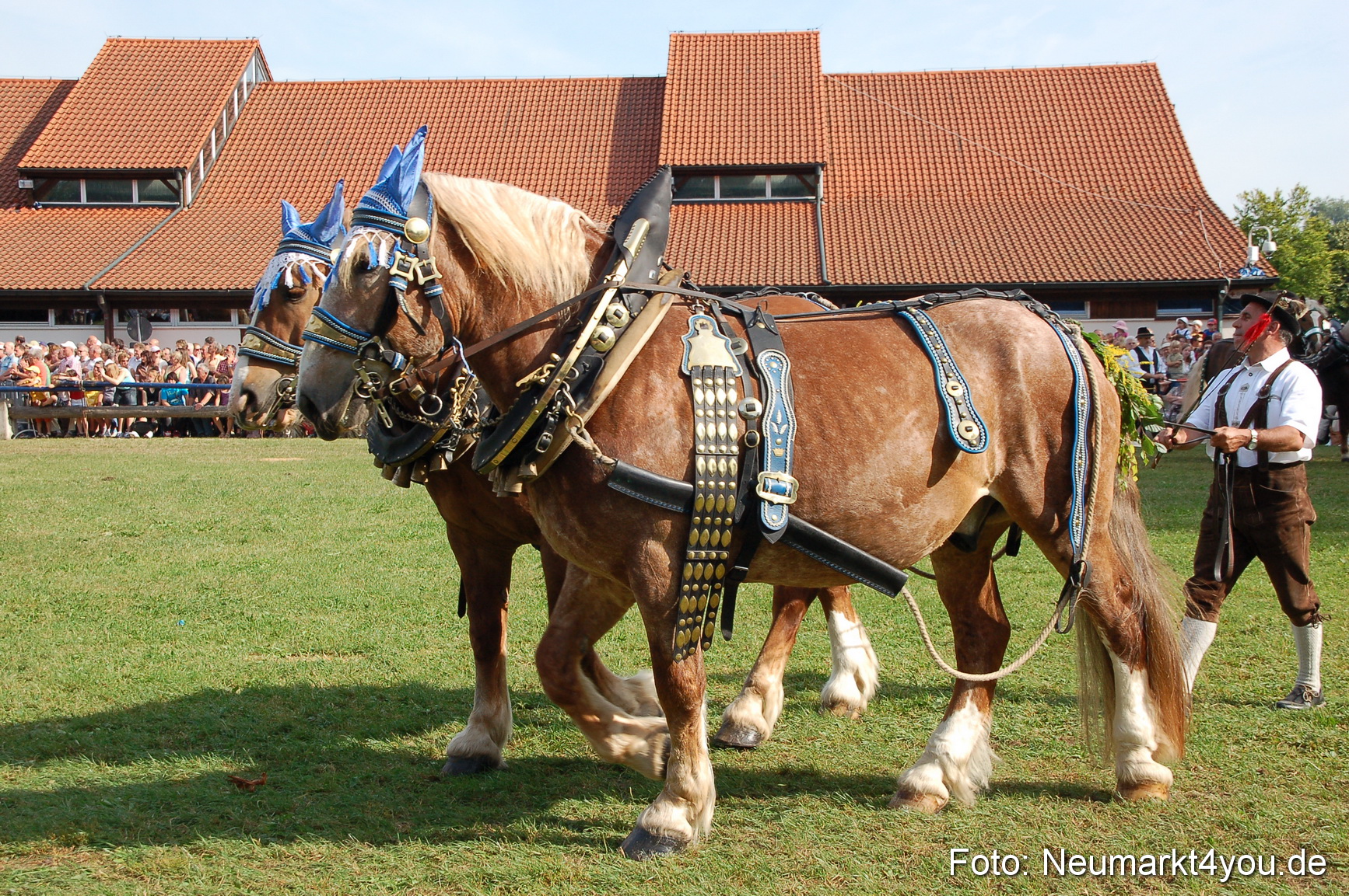 0061 Pferdeschau Volksfest 170809