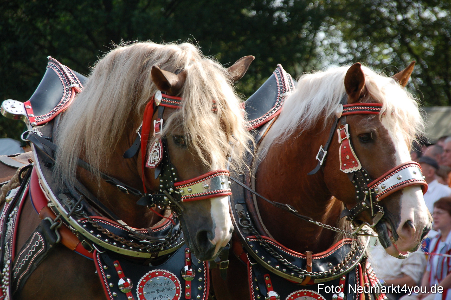 0062 Pferdeschau Volksfest 170809