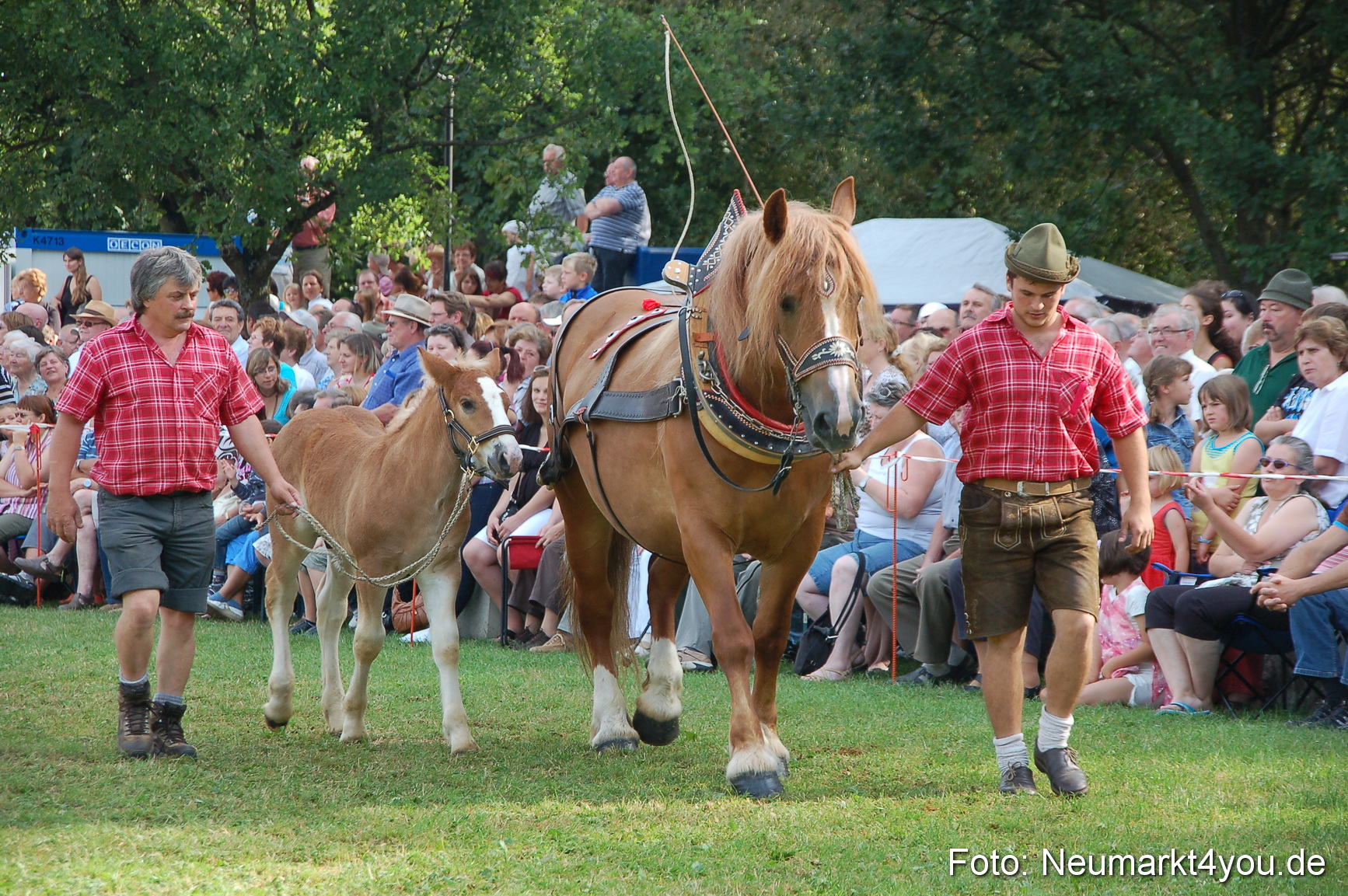 0063 Pferdeschau Volksfest 170809