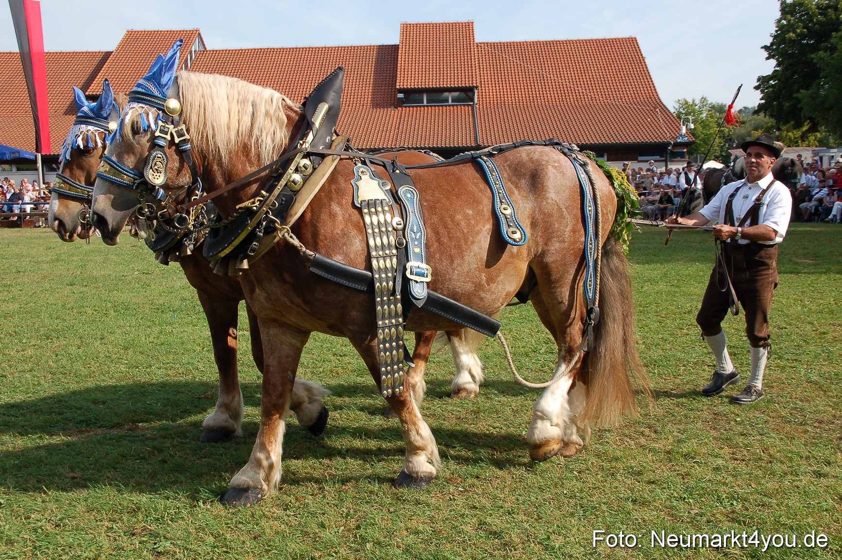 0064 Pferdeschau Volksfest 170809