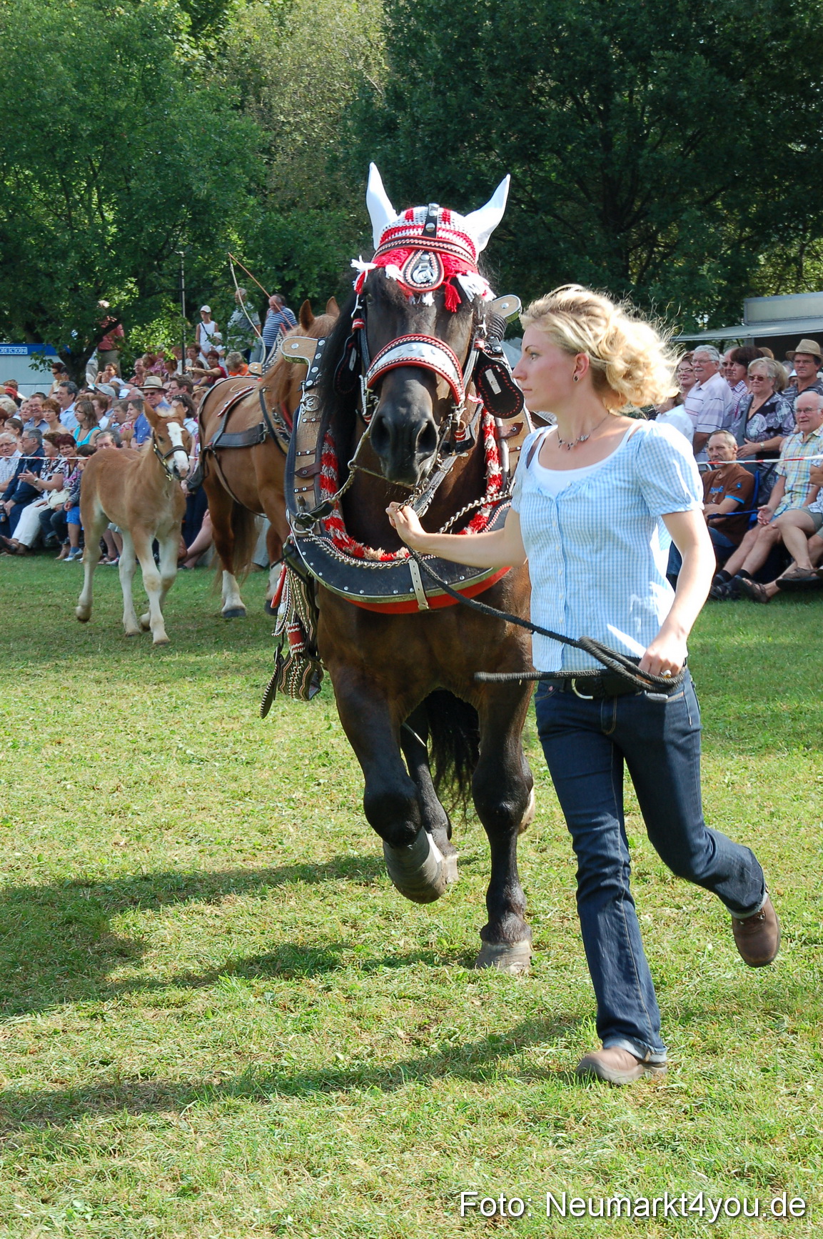 0067 Pferdeschau Volksfest 170809