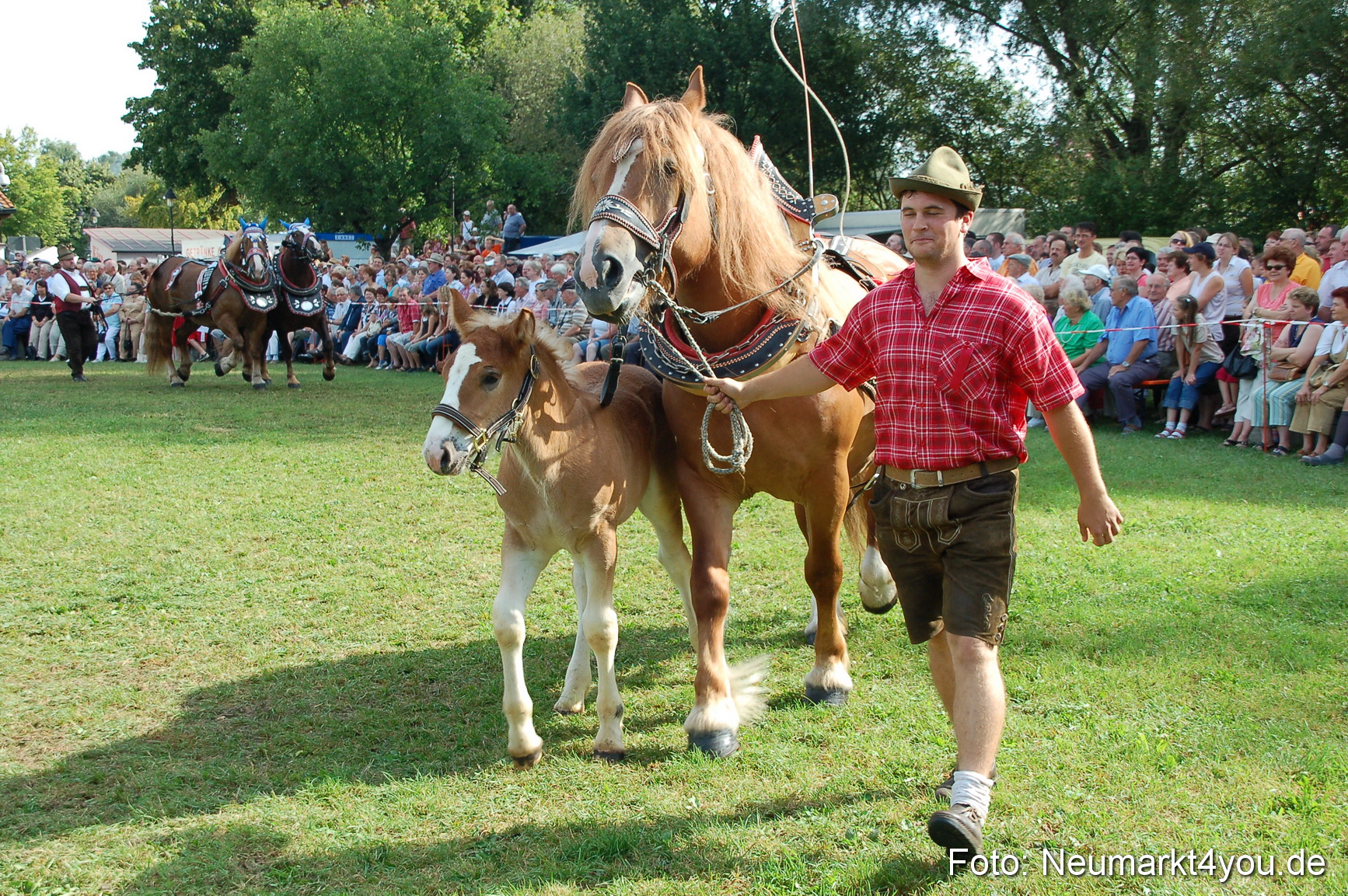 0068 Pferdeschau Volksfest 170809