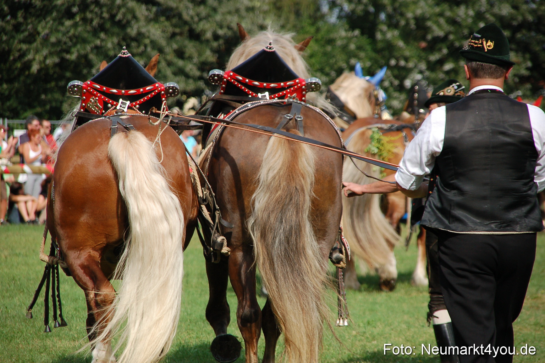 0069 Pferdeschau Volksfest 170809