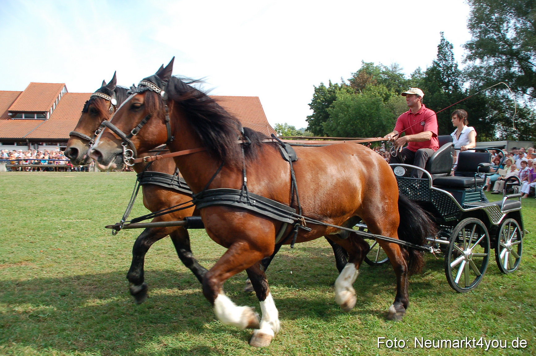 0090 Pferdeschau Volksfest 170809